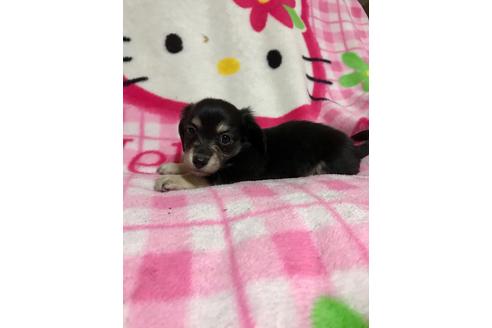 成約済の大分県のミックス犬-62664の3枚目